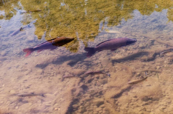 Bagres cultivados flotando en un cálido estanque de verano — Foto de Stock