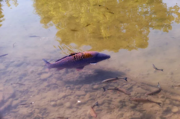 Peixe-gato cultivado flutuando em lagoa quente de verão — Fotografia de Stock