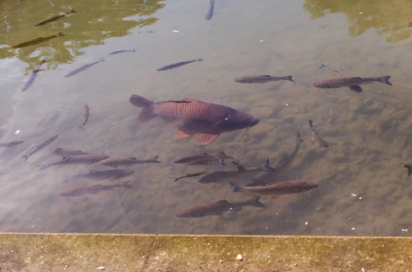 Peixe-gato cultivado flutuando em lagoa quente de verão — Fotografia de Stock