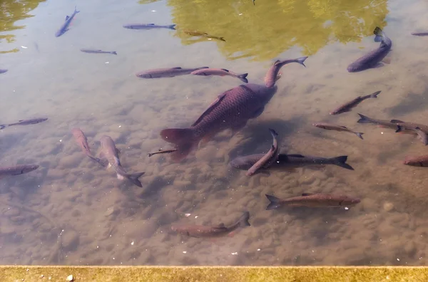 Peixe-gato cultivado flutuando em lagoa quente de verão — Fotografia de Stock