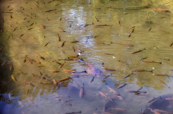 Bagres cultivados flotando en un cálido estanque de verano —  Fotos de Stock
