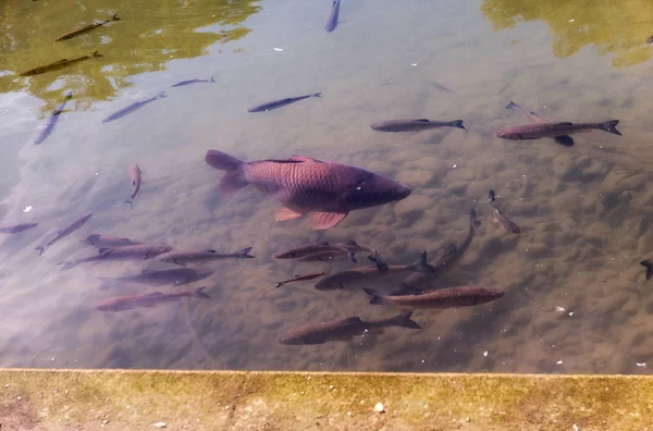 暖かい夏の池に浮かぶ養殖ナマズ — ストック写真