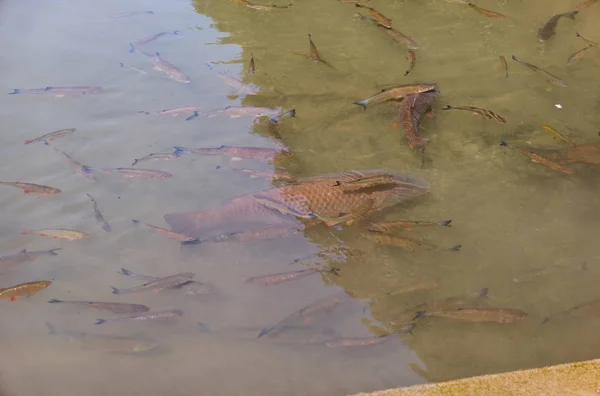 Bagres cultivados flotando en un cálido estanque de verano —  Fotos de Stock