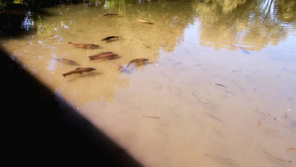 Pesce gatto coltivato galleggiante nel caldo stagno estivo — Foto Stock