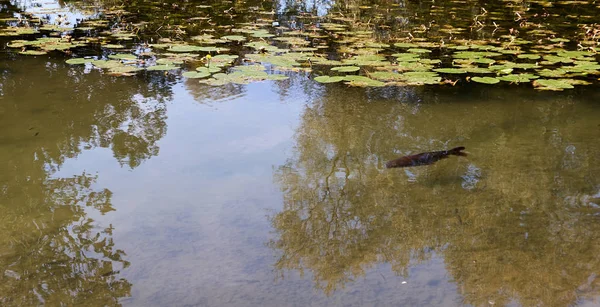 stock image Cultivated catfish floating in warm summer pond