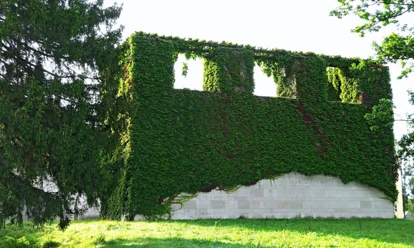 Edifício em Salzburgo coberto por folhas verdes de plantas rastejantes — Fotografia de Stock