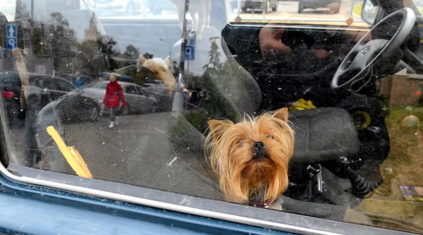 Groop zabawnych małych psów domowych porzuconych w brudnym starym samochodzie — Zdjęcie stockowe