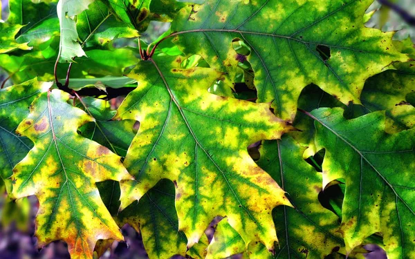 Słoneczne żywe dwukolorowe liście dębu jesienią — Zdjęcie stockowe