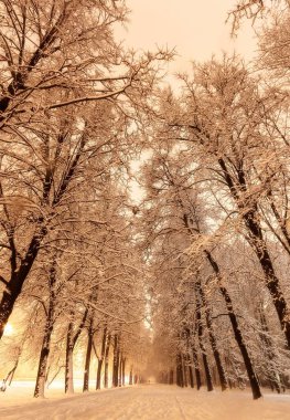 Moskova 'da kar yağışı ve gece ağacı manzarası