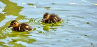 Genç şehir ördekleri güneşli yeşil yaz sularında yüzüyor dalgalar ve yansımalarla 