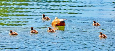 Güneşli yeşil yaz sularında yüzen genç şehir ördeklerinin canlı romantik manzarası dalgalar ve yansımalarla