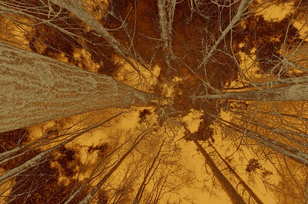 Vibrant Szeroki Kąt Widok Nagich Gałęzi Jesieni Drzewa Błękitne Zachmurzone — Zdjęcie stockowe