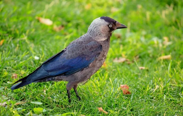 Mage Vibrant Oiseau Jackdaw Été Vert — Photo