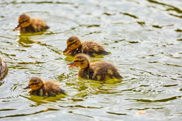 Young city ducks floating in sunny green summer water with waves and reflections 