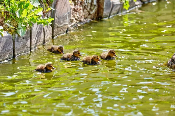 Patos Jovens Cidade Flutuando Água Verde Ensolarada Verão Com Ondas — Fotografia de Stock