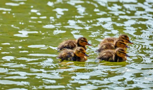 Young City Ducks Floating Sunny Green Summer Water Waves Reflections — Stock Photo, Image