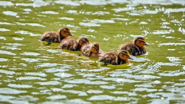 Young City Ducks Floating Sunny Green Summer Water Waves Reflections — Stock Photo, Image