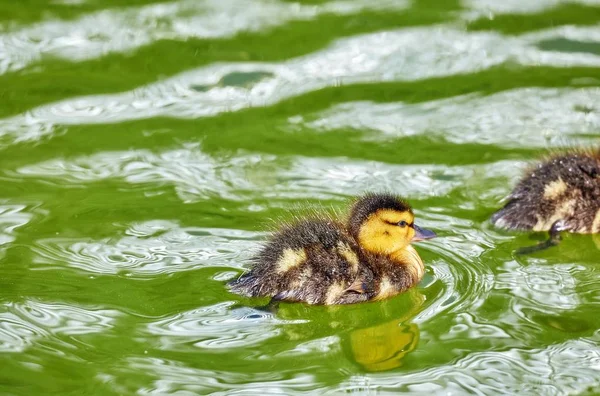 Молодые Городские Утки Плавают Солнечно Зеленой Летней Воде Волнами Отражениями — стоковое фото