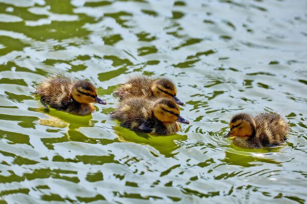 Young city ducks floating in sunny green summer water with waves and reflections 