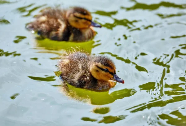 Young City Ducks Floating Sunny Green Summer Water Waves Reflections — Stock Photo, Image