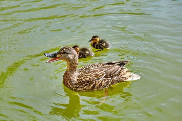 Young City Ducks Floating Sunny Green Summer Water Waves Reflections — Stock Photo, Image