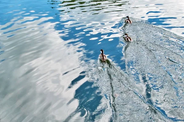 年轻的城市鸭子在阳光明媚的夏日清澈的水中飘浮 浪花荡漾 倒映在水面上 — 图库照片