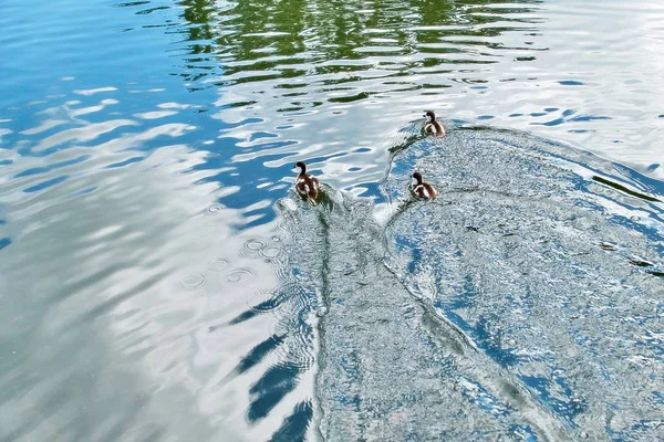 年轻的城市鸭子在阳光明媚的夏日清澈的水中飘浮 浪花荡漾 倒映在水面上 — 图库照片