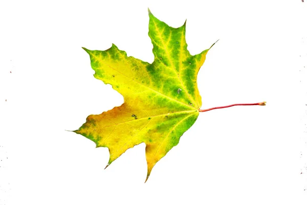 Gefallene Bunte Herbst Ahornblatt Isoliert Auf Weißem Hintergrund — Stockfoto