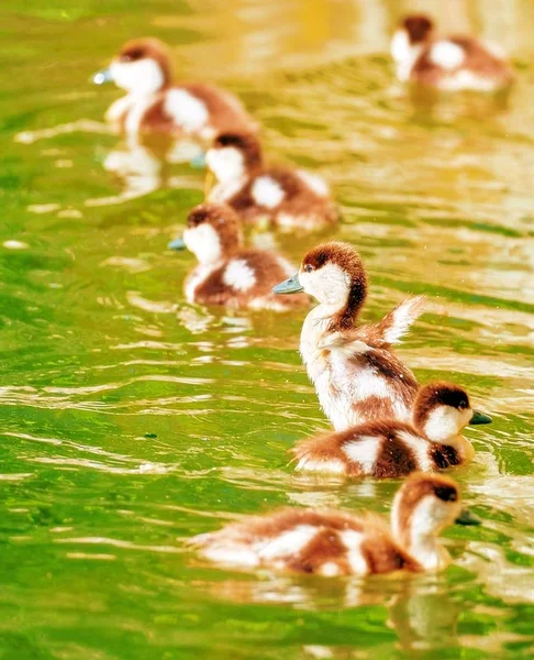 Vibrant Romantic View Young City Ducks Floating Sunny Green Summer — Stock Photo, Image