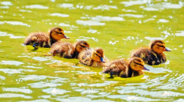 Vibrant romantic view of young city ducks floating in sunny green summer water with waves and reflections