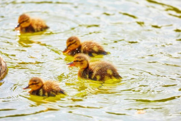 Vibrant romantic view of young city ducks floating in sunny green summer water with waves and reflections