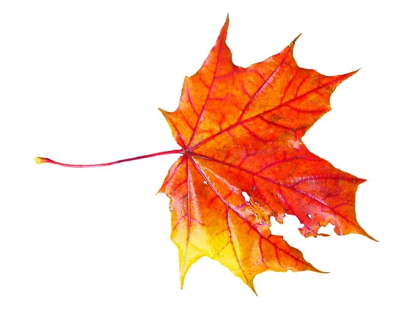 Upadły Kolorowy Jesienny Liść Klonu Izolowany Białym Tle Obraz Stockowy