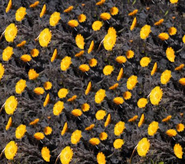 Gündüz vakti Coltsfoot bahar güneşli çiçeklerinden arkaplan deseni