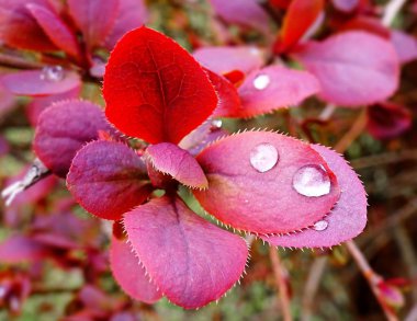 Su damlacıkları ile kırmızı yaprakların yakın görüntüsü