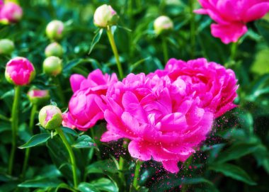 Moskova 'da baharda botanik bahçesinde pembe, güneşli, şakayık çiçekleri.