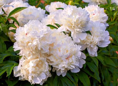 Moskova 'da baharda botanik bahçesinde beyaz sarı şakayık çiçekleri