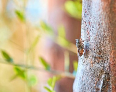 Kıbrıs Ağustos Böceği gündüz vakti güneşli yaz ağacında