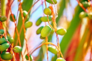 Kıbrıs Rum Kesimi 'nde yazın yeşil palmiye ağaçları