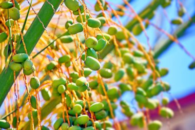 Kıbrıs Rum Kesimi 'nde yazın yeşil palmiye ağaçları