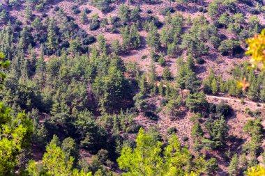 Kıbrıs Rum Kesimi 'nin Troodos bölgesinde ağaçlı, teraslı ve yollu yamaçlar 