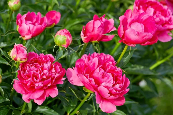 Pink Red Sunny Peony Flowers Botanical Garden Spring — Stock Photo, Image
