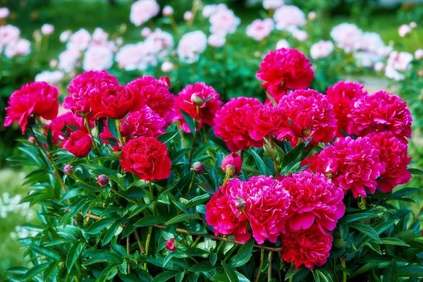 Pink Red Sunny Peony Flowers Botanical Garden Spring Moscow — Stock Photo, Image