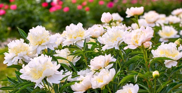 モスクワの春に植物園で白い黄色の牡丹の花 — ストック写真