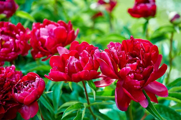 Pink Red Sunny Peony Flowers Botanical Garden Spring Moscow — Stock Photo, Image