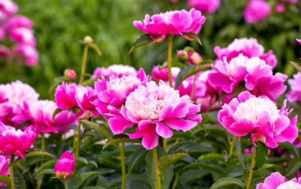 Rosa Rosso Sole Peonia Fiori Nel Giardino Botanico Primavera Mosca — Foto Stock