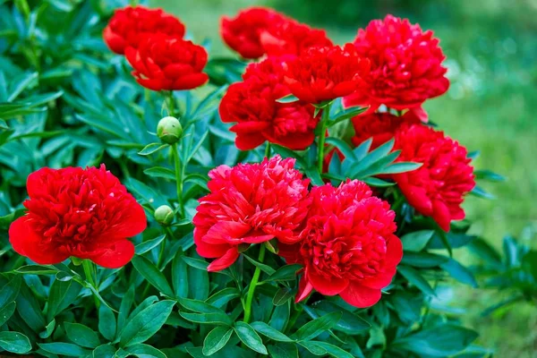 Fleurs Pivoines Rouges Roses Ensoleillées Dans Jardin Botanique Printemps Moscou — Photo