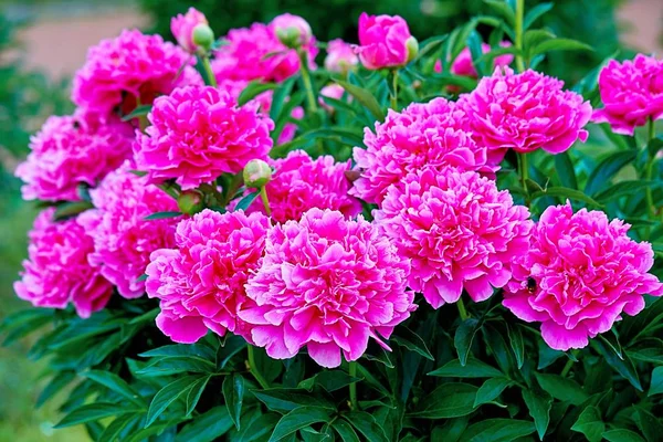Pink Red Sunny Peony Flowers Botanical Garden Spring Moscow — Stock Photo, Image