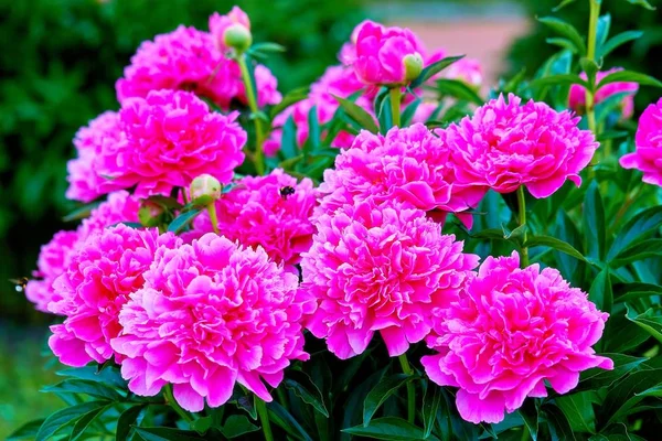 Pink Red Sunny Peony Flowers Botanical Garden Spring Moscow — Stock Photo, Image