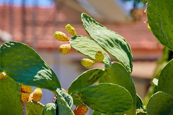 Zielony Kaktus Jadalny Słoneczny Cypr Zbliżenie — Zdjęcie stockowe