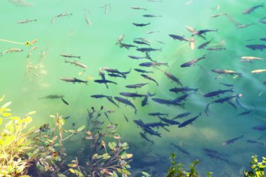 Yazın güneşli Hırvatistan balık nehrinin parlaklığı Krka turizm beldesinde